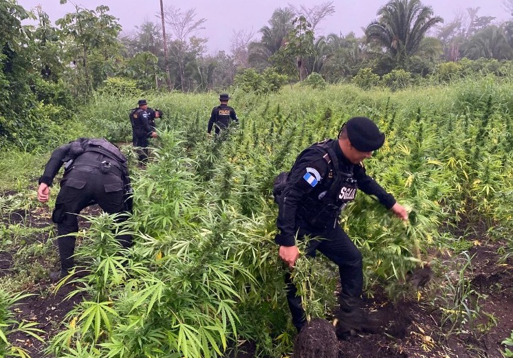 La erradicación de más de 64 mil plantas de marihuana representa un golpe significativo para los grupos delictivos.