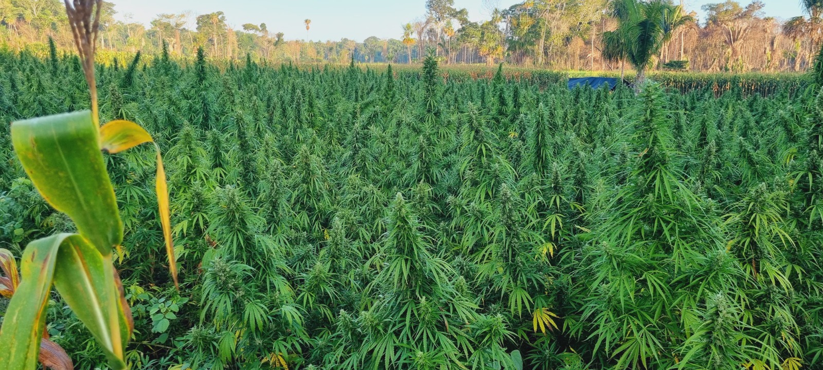 Las plantas de marihuana se encontraron en una zona montañosa de Petén. /Foto: PNC.