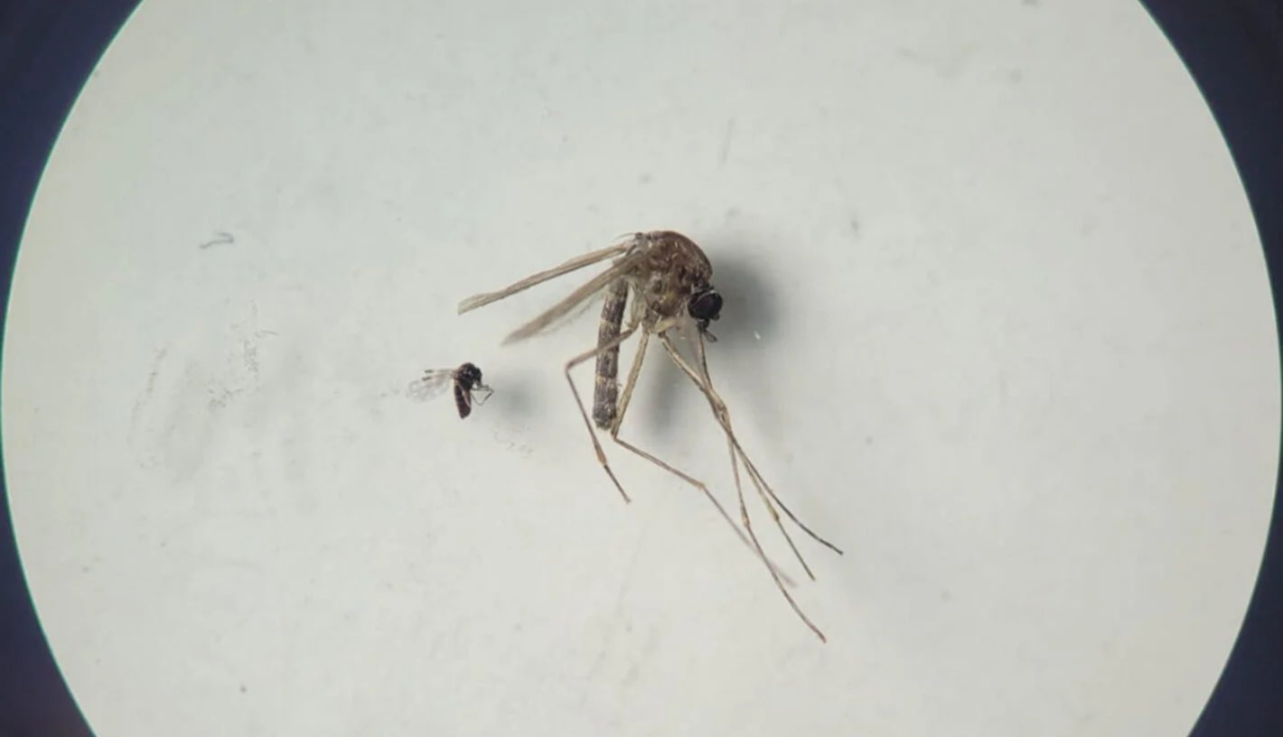 Estas enfermedades probablemente se transmiten a través de la picadura de jején C paraensi y el mosquito Culex quinquefasciatus. /Foto: OMS.