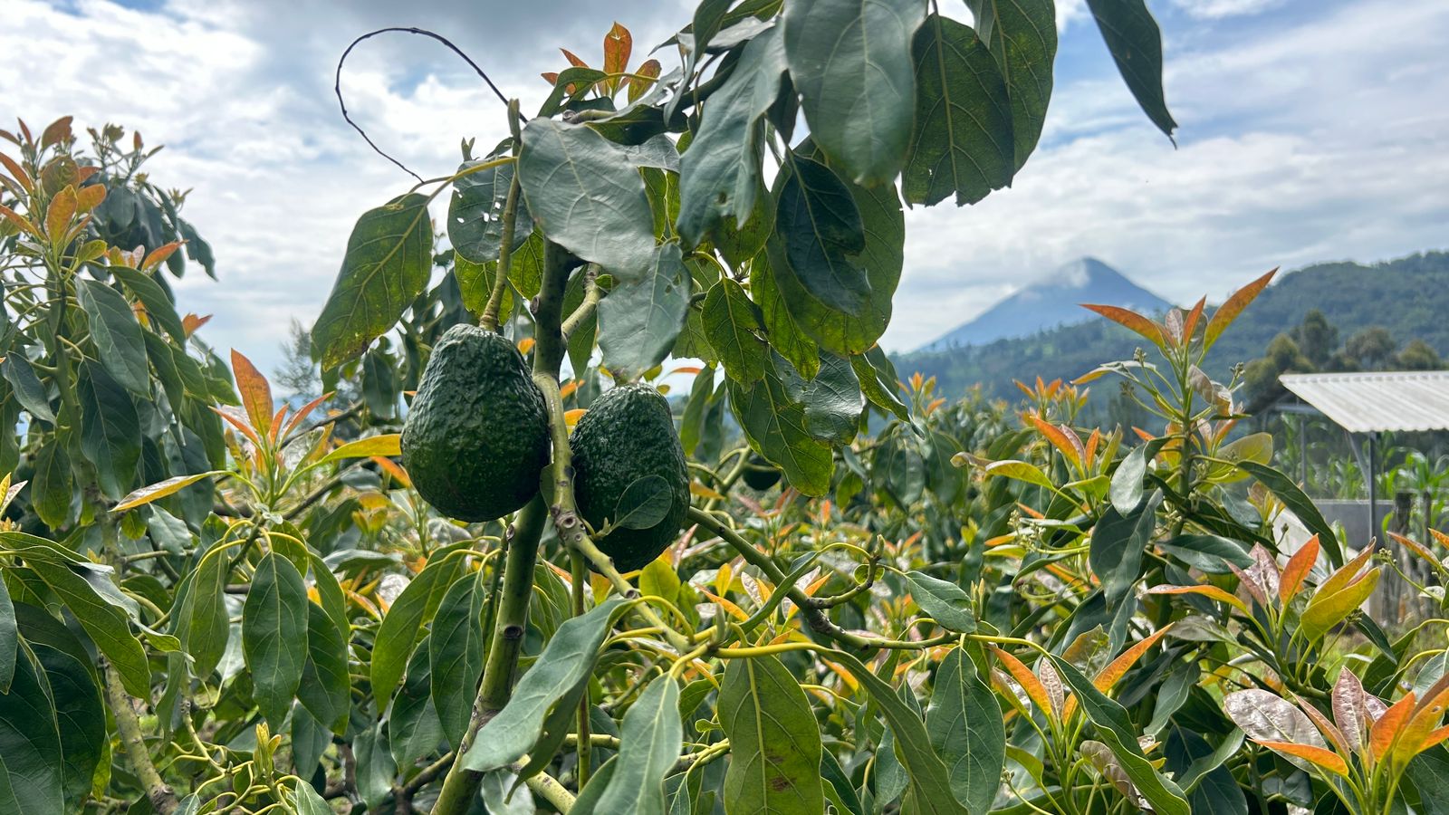 A través del Visar, se llevarán a cabo los registros e inspecciones de los cultivos de aguacate hass. / Foto: MAGA