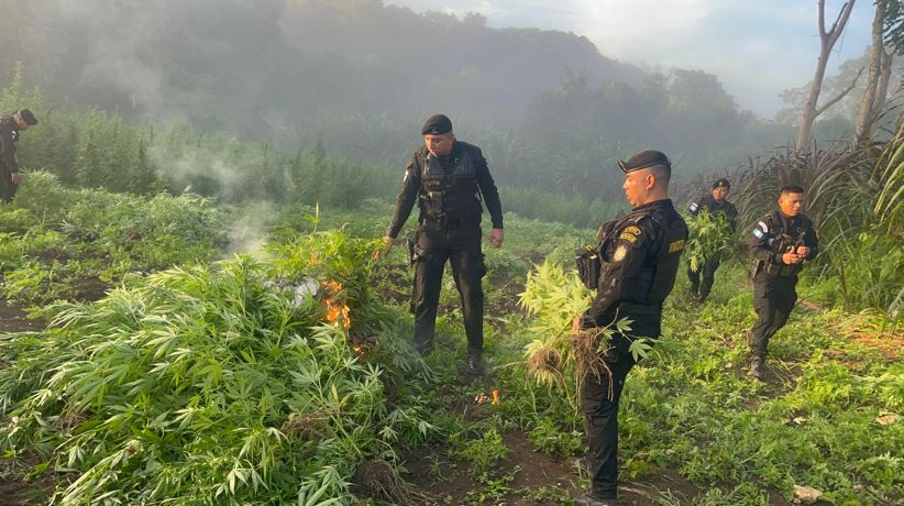 Más de 177 mil matas de marihuana destruidas en Petén