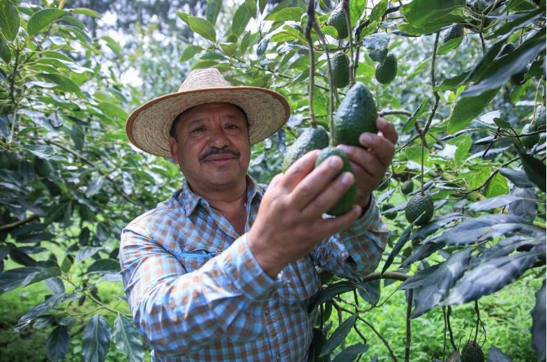 El aguacate, oro verde naciente en tierras volcánicas guatemaltecas