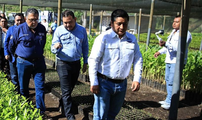 MAGA impulsa la recuperación del cultivo de cardamomo en Alta Verapaz