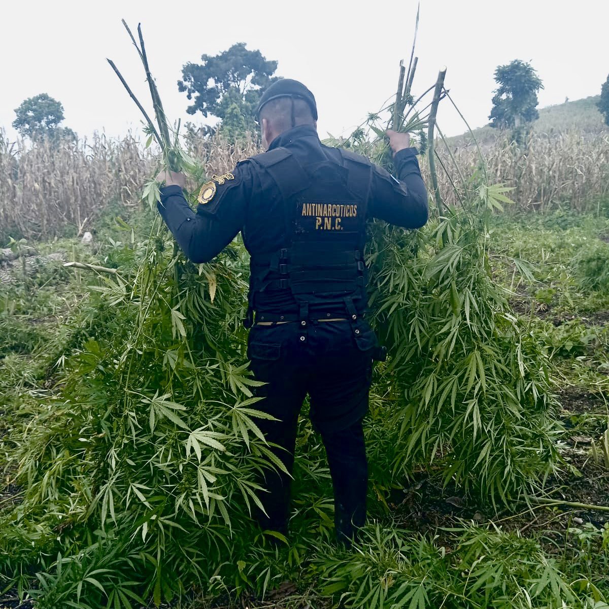 Erradican 70 mil plantas de marihuana en Petén