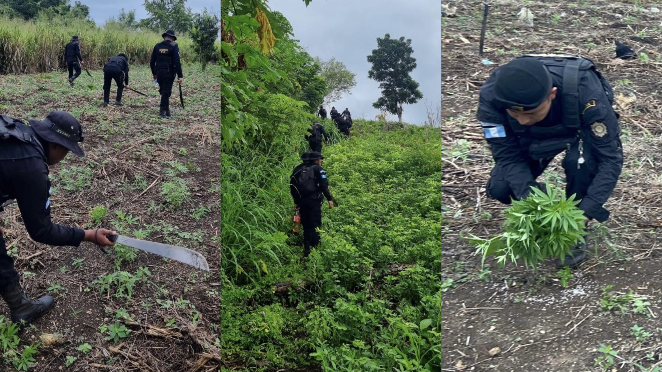 Erradicación de marihuana en Petén. / Foto: PNC.