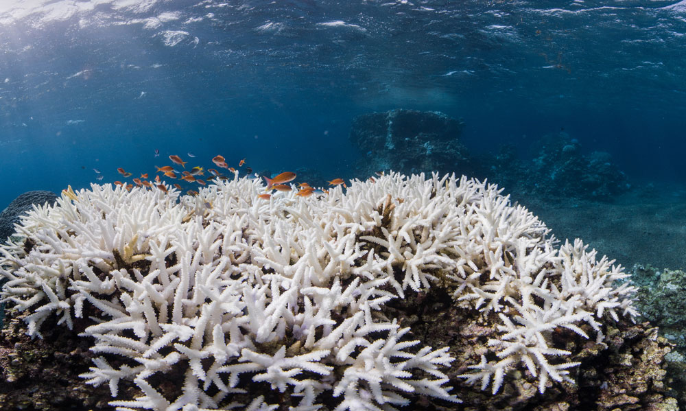 Brotes de enfermedades y blanqueamiento agravan estado de salud del coral en Mesoamérica