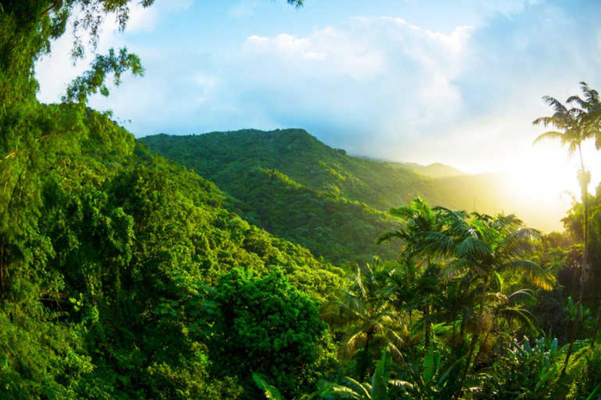 Bosques tropicales están experimentando cambios de temperatura. / Foto: Ecología Verde.