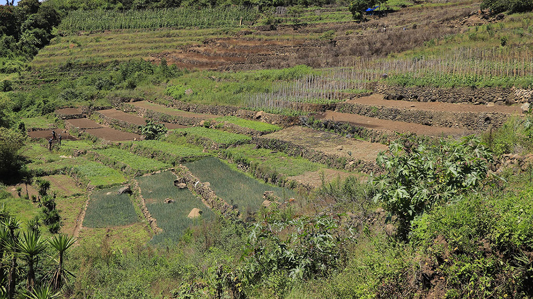 Guatemala participa en el programa Agro-Innova del IICA, donde presentó avances en la conservación de suelos.