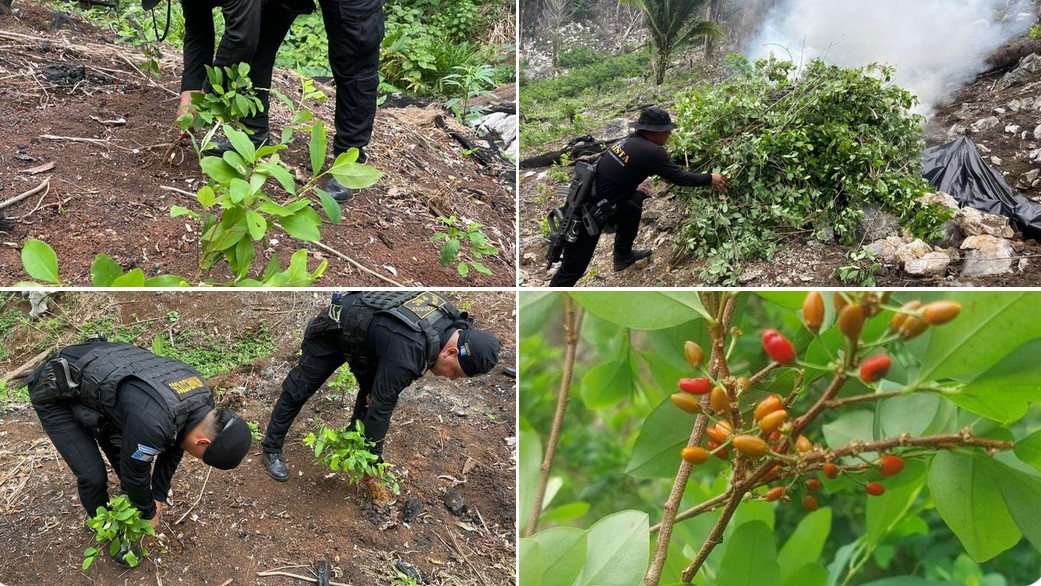 PNC erradica más de 49 mil arbustos de hoja de coca en Izabal