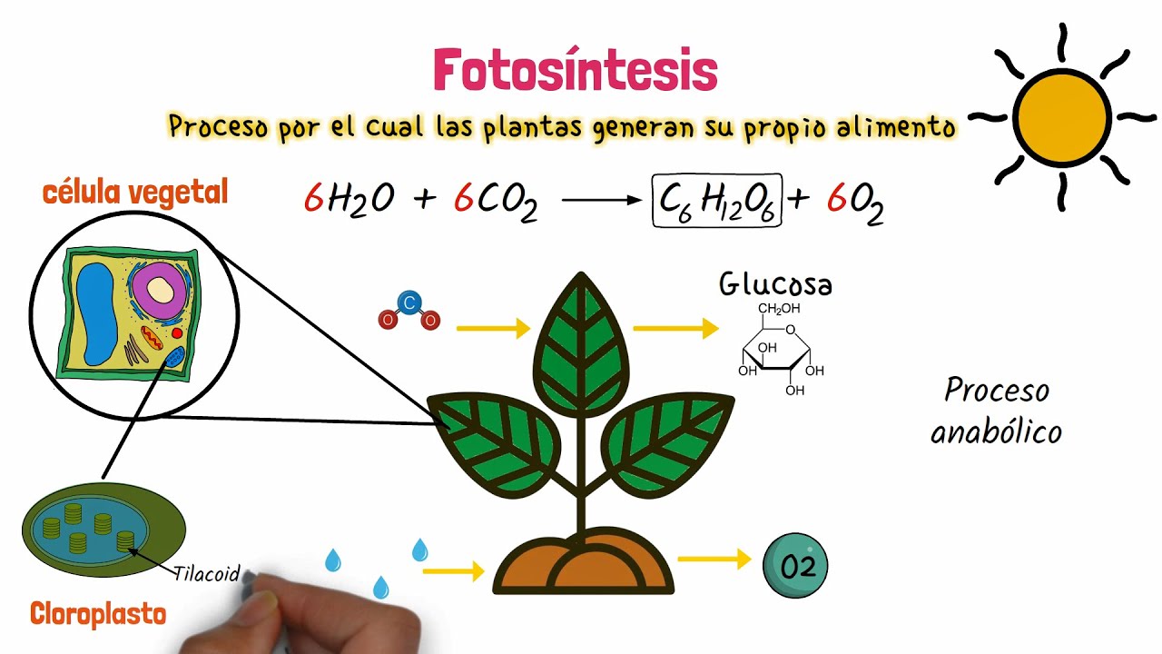 Estudio revela cómo hacer que las plantas produzcan sin luz ni tierra. / Imagen: YouTube.
