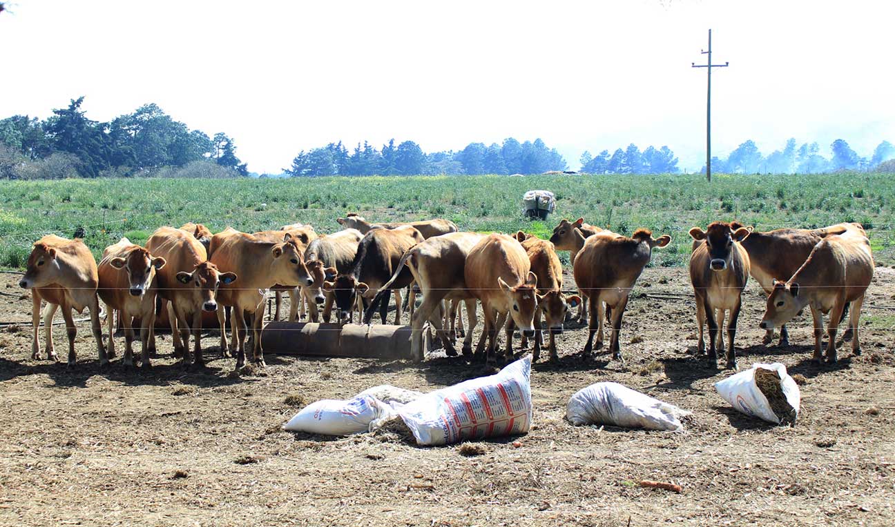 MAGA declara Estado de Emergencia por brotes de gusano barrenador