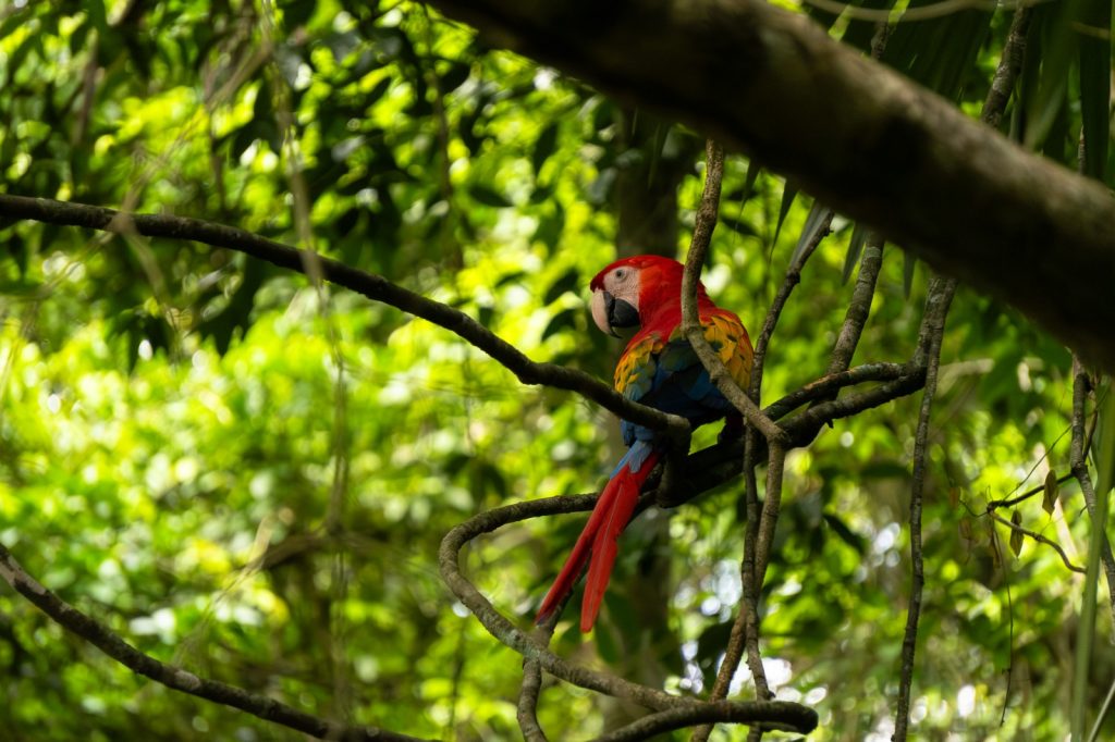 Trabajo interinstitucional protege a la guacamaya roja ante el peligro en el que se encuentra su especie. / Foto: Conap.