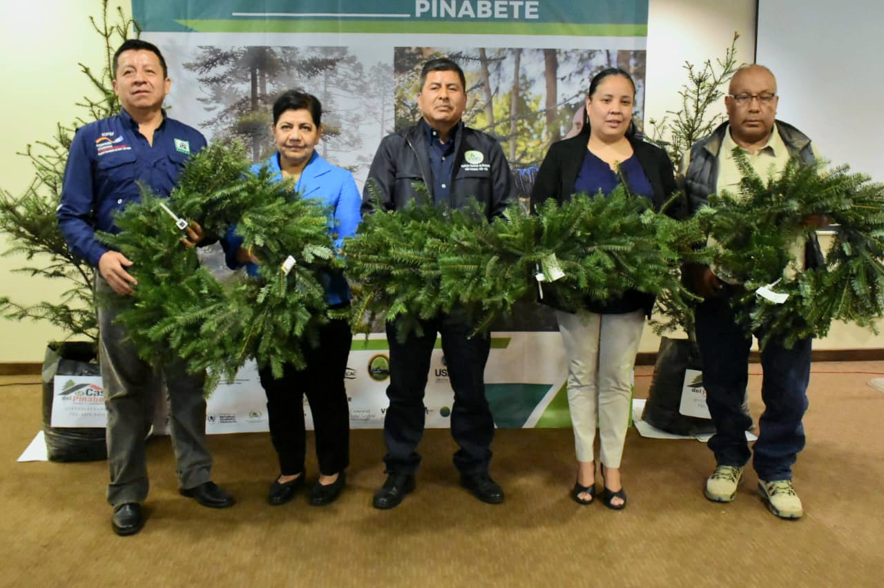 Simposio busca garantizar cadenas de producción y conservación del Pinabete. / Foto: Cortesía Inab.