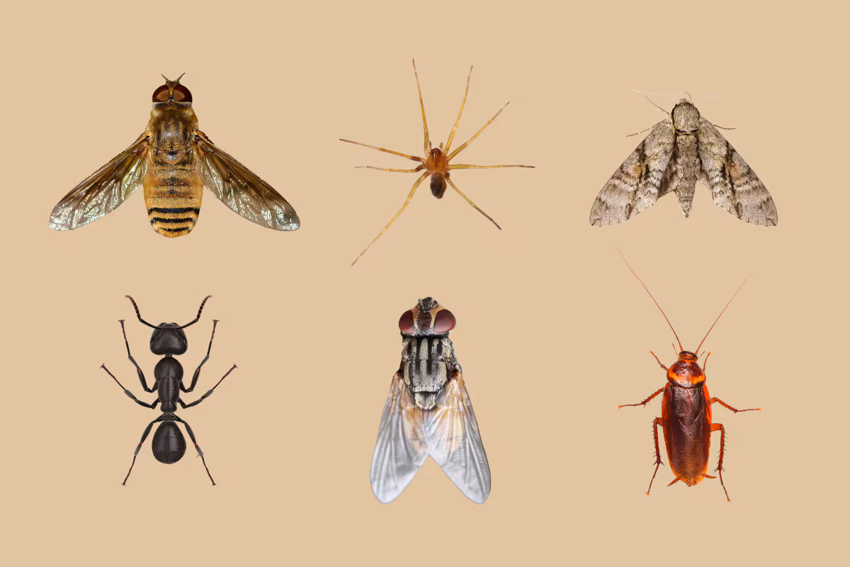 El declive de los insectos a causa de los “agroquímicos” amenaza la salud del planeta