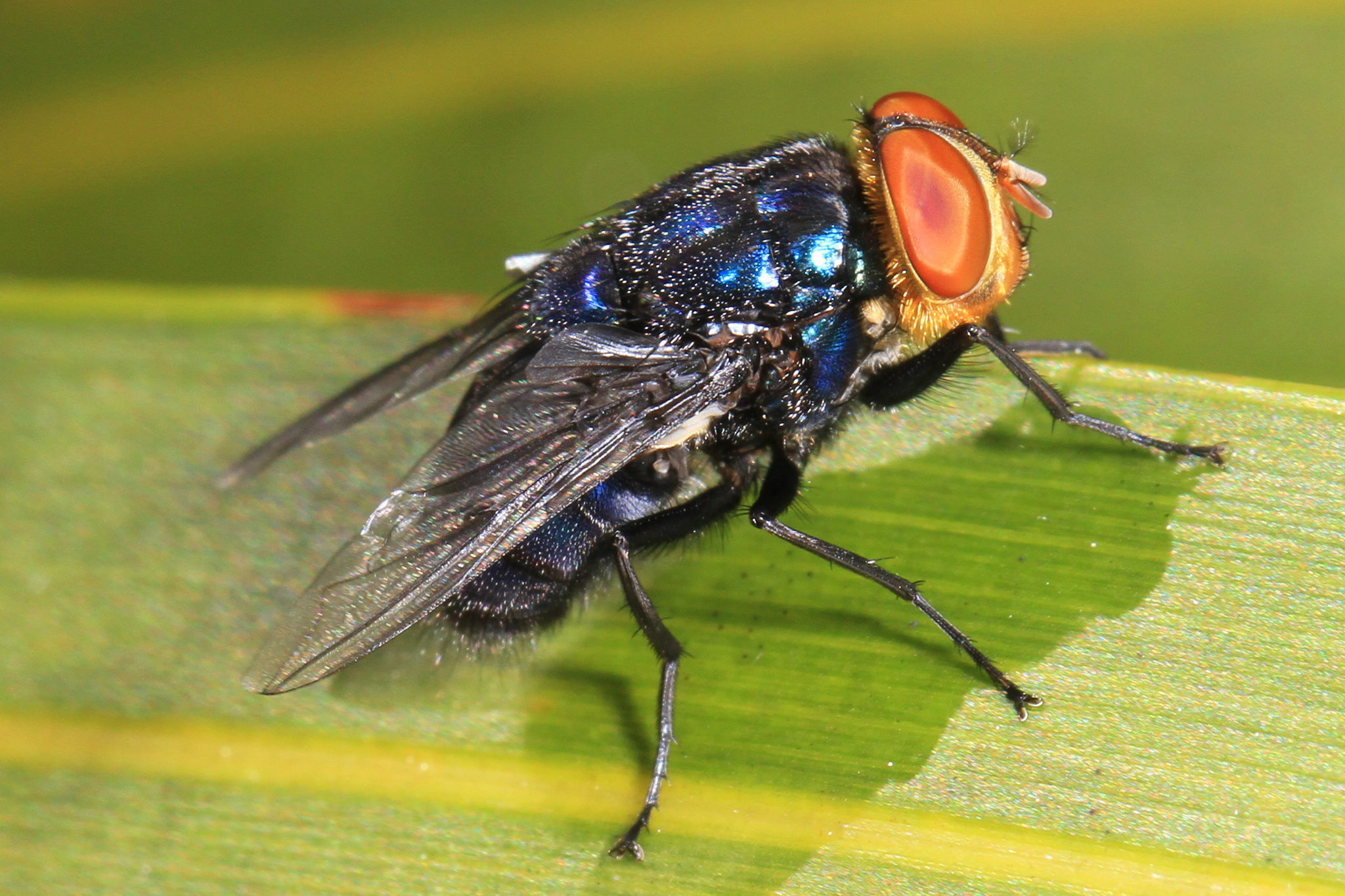 Mosca productora del gusano barrenador. / Foto: iNaturalist Ecuador.
