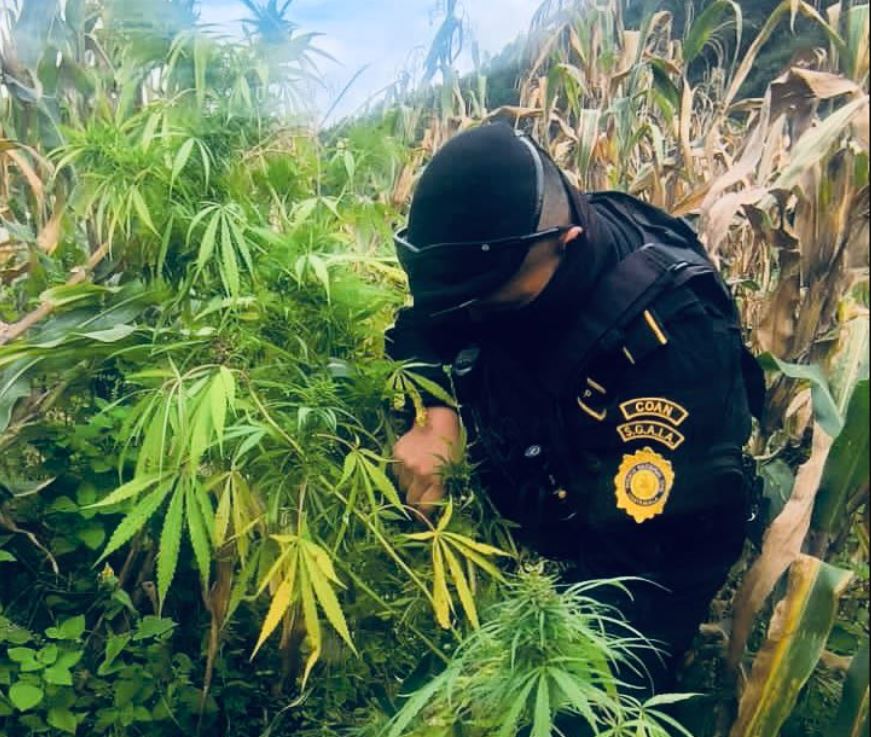 PNC logra la erradicación de plantaciones ilícitas por más de 16 millones de quetzales
