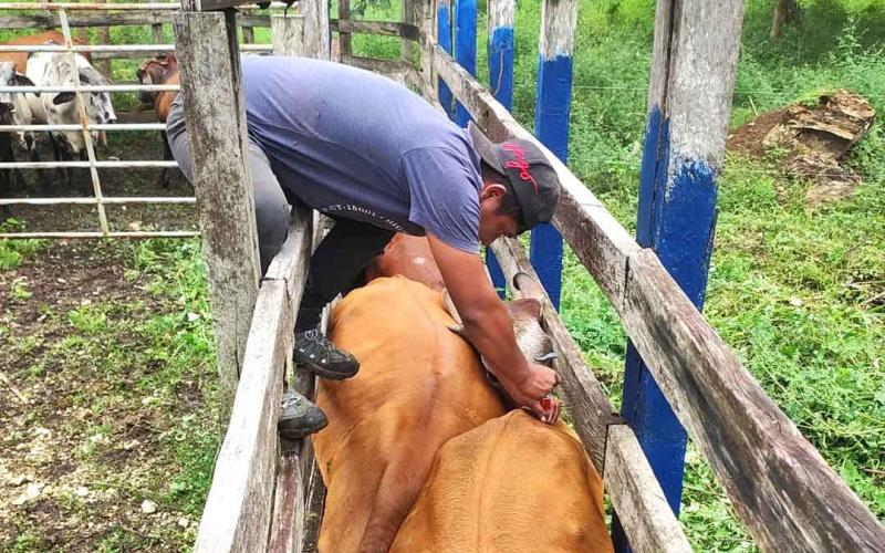 Pequeños productores se benefician con inseminación artificial de ganado vacuno