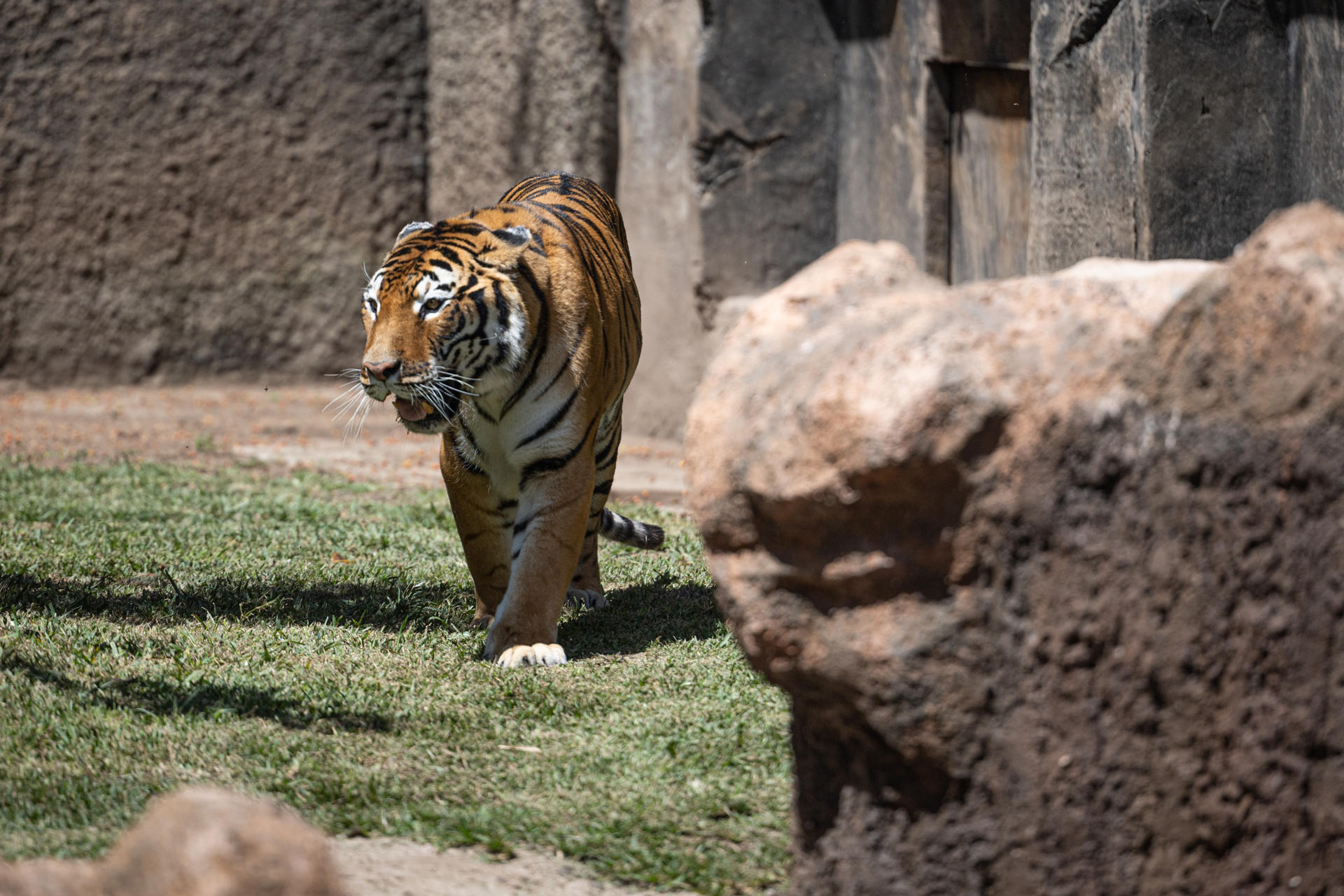 Dos tigres de bengala estrenan un santuario en el Zoológico La Aurora