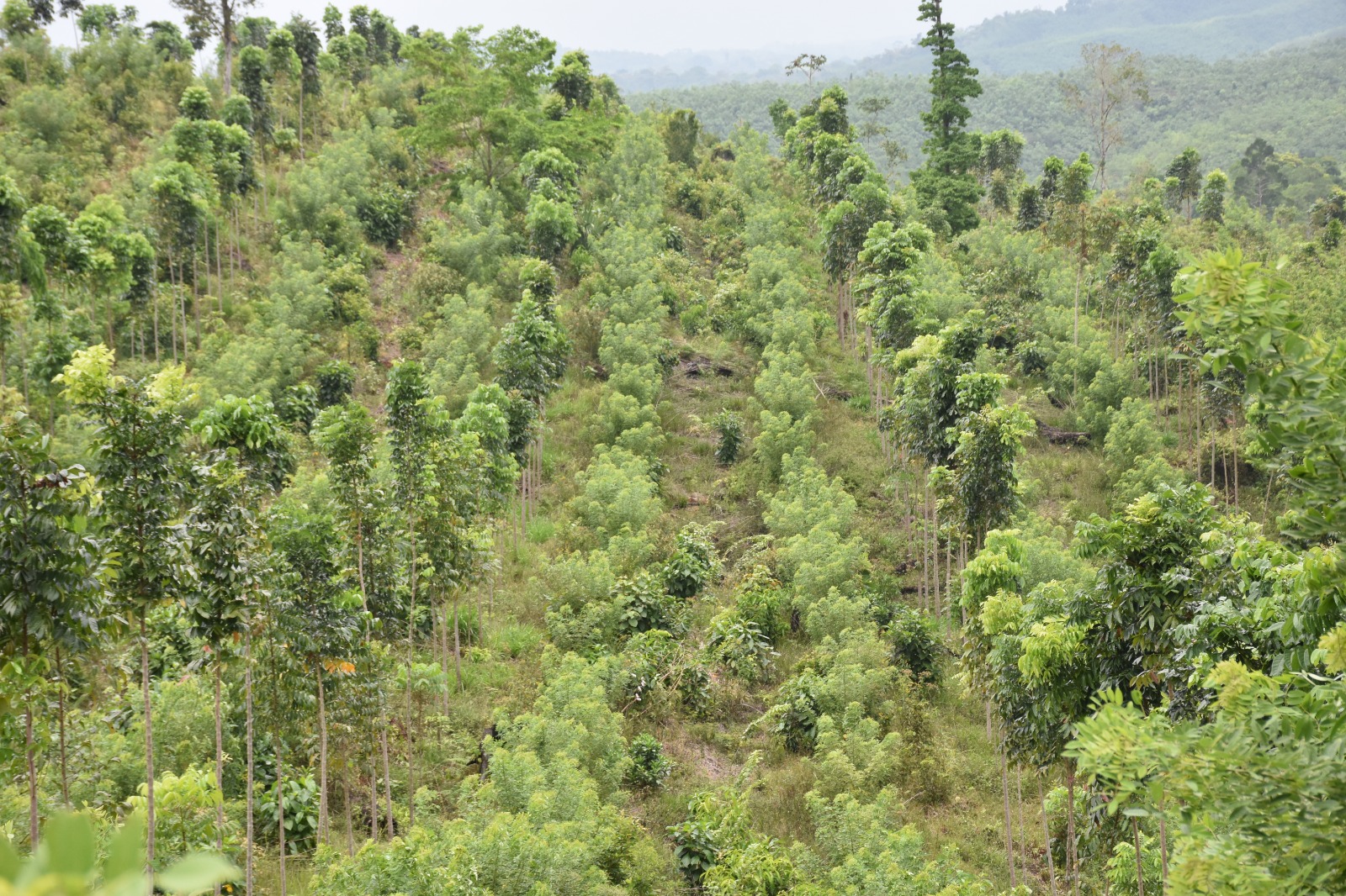 Inab realizó pago de incentivos forestales en beneficio de más de 900 familias