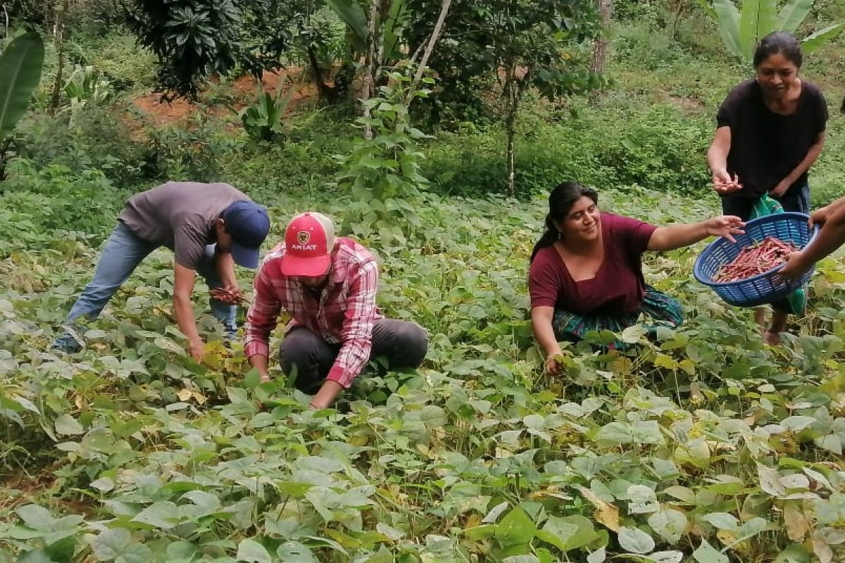 Crédito Tob’anik facilitará el financiamiento a agricultores