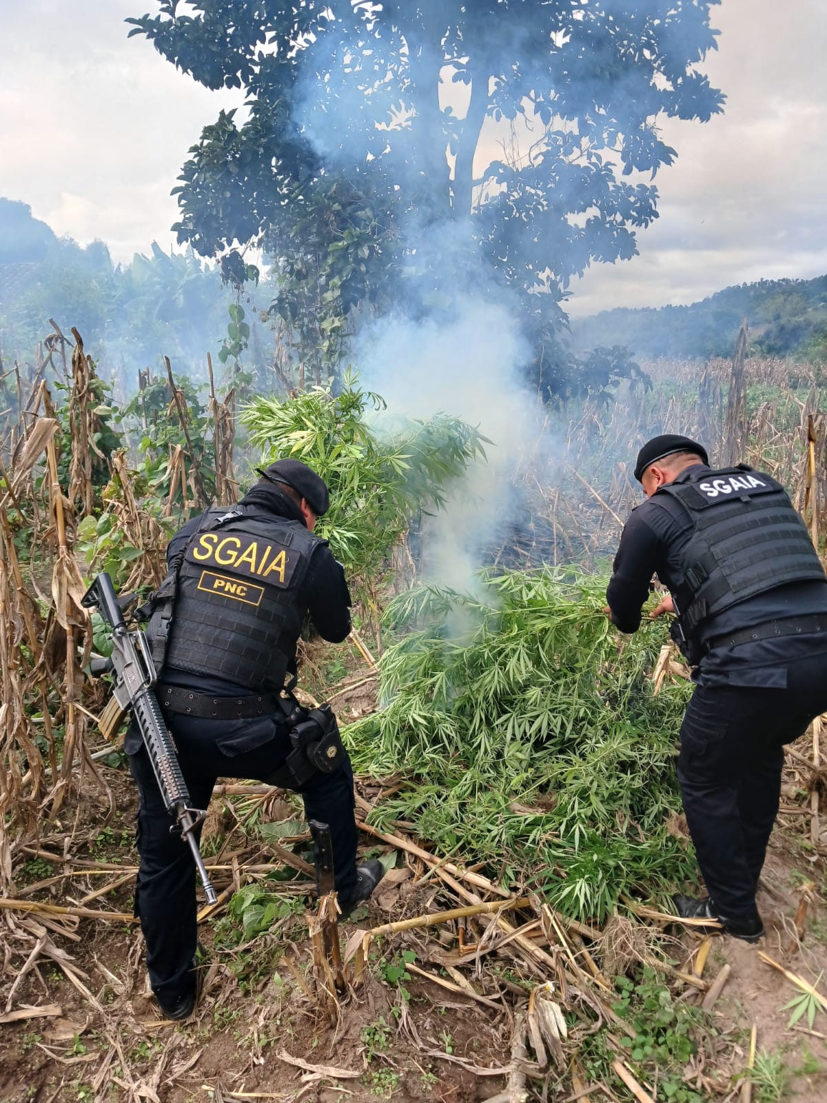 Erradican plantaciones de marihuana. / Foto: PNC.