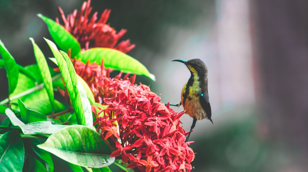 Conoce el vocabulario de flora y fauna en acateco, un tesoro lingüístico&nbsp;