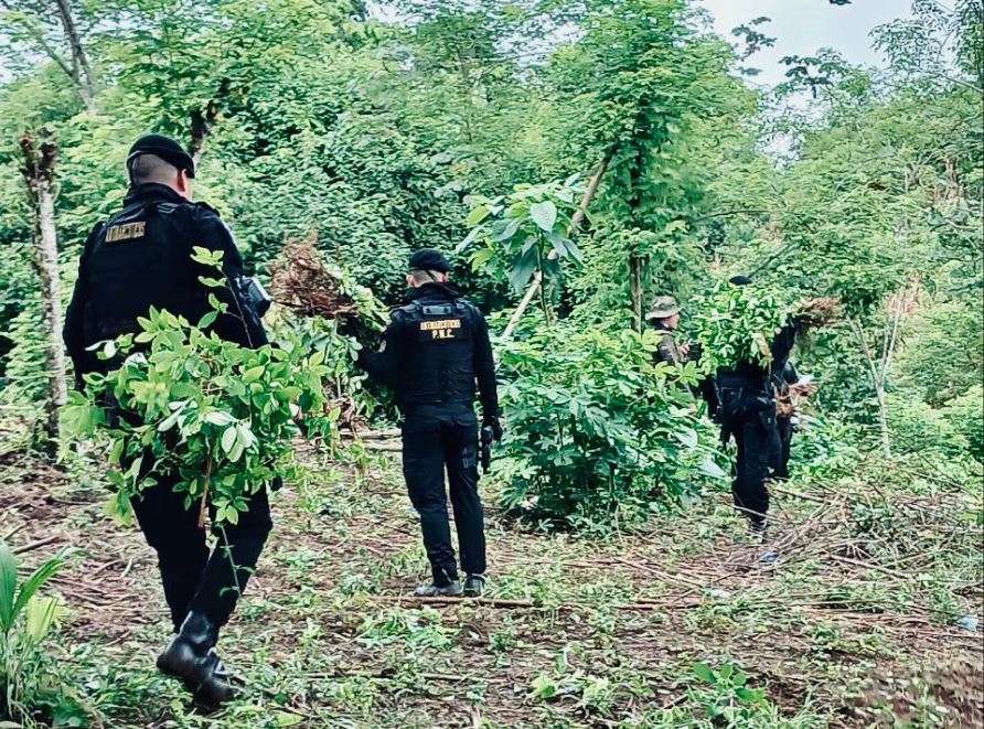 La erradicación de estos arbustos de hoja de coca en Alta Verapaz es una prueba más del avance en esta lucha. / Foto: Mingob