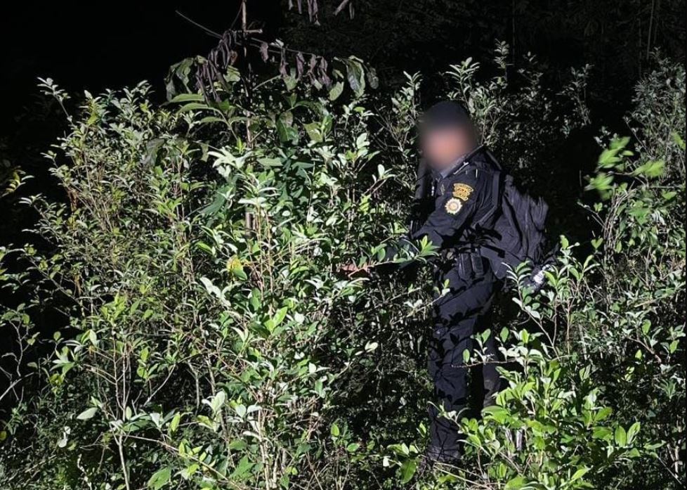 Erradican plantación de coca valorada en más de 600 mil quetzales en Alta Verapaz
