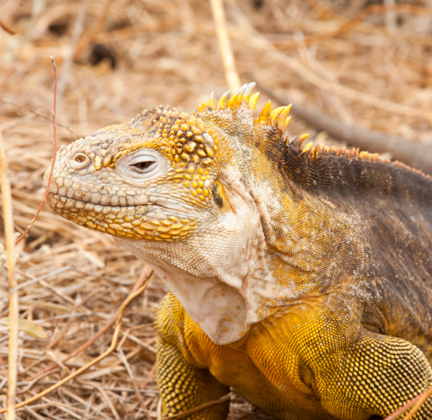 Crece población de iguanas amarillas. / Foto: Parque Nacional Galápagos.