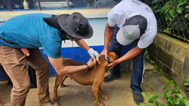 Jornada de vacunación canina en Jalapa busca prevenir la rabia en la región