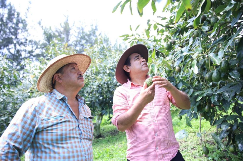 Auge del cultivo de aguacate impulsa nuevas oportunidades para productores guatemaltecos