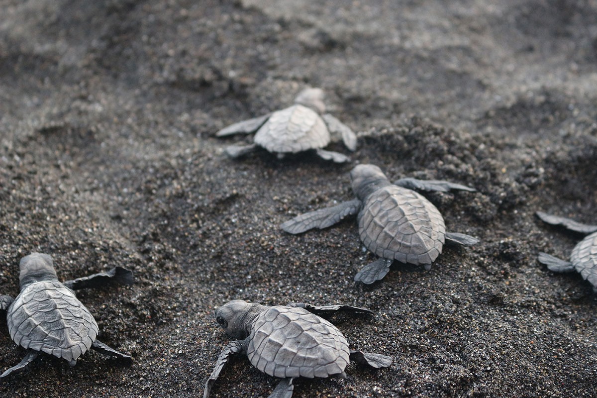 Liberación de tortugas parlama, un esfuerzo por la conservación