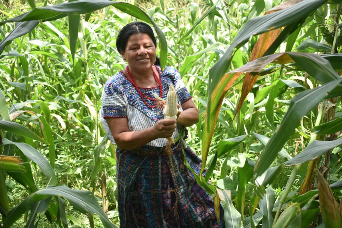 Seguro Agropecuario beneficia a productores de todo el país, en esta ocasión, llega al corredor seco. /Foto: cortesía MAGA.
