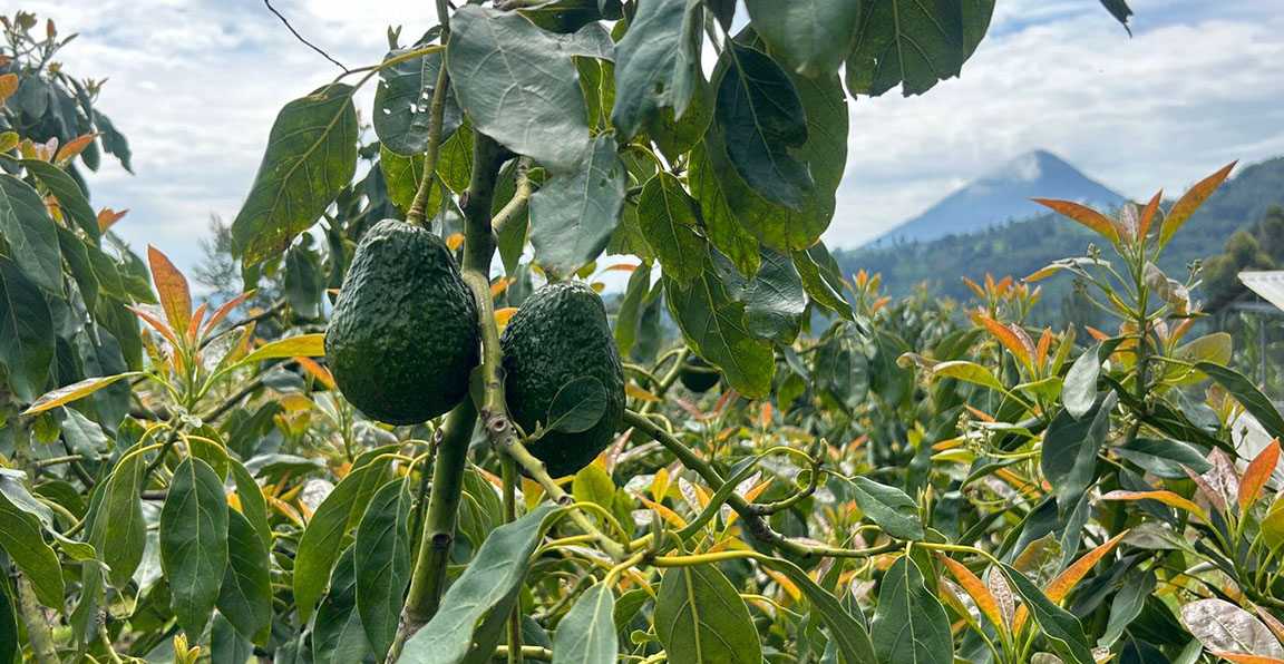 Las exportaciones de aguacate Hass a Estados Unidos podrían generar más de 14 millones de dólares en el primer año.
