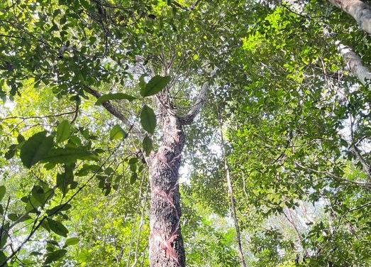 La nueva ley busca incentivar la conservación y aprovechamiento del género Manilkara app. (chicozapote).