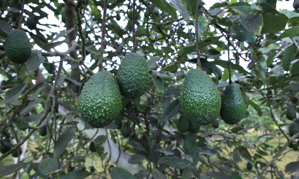El aguacate es uno de los productos que se exportan y ahora serán certificados bajo normas internacionales. / Foto: cortesía Maga