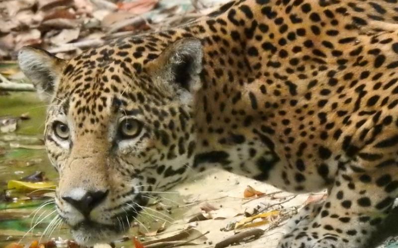 El Gobierno de Guatemala, a través del Conap, junto a socios estratégicos realizan diversas acciones para garantizar la supervivencia del jaguar. / Foto: Conap.