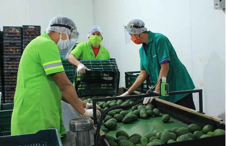 Continúan acciones para las primeras exportaciones del aguacate Hass