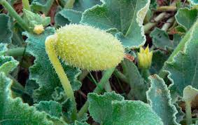 Desvelan secreto de dispersión de semillas del pepinillo del diablo. / Foto: Flora canaria.