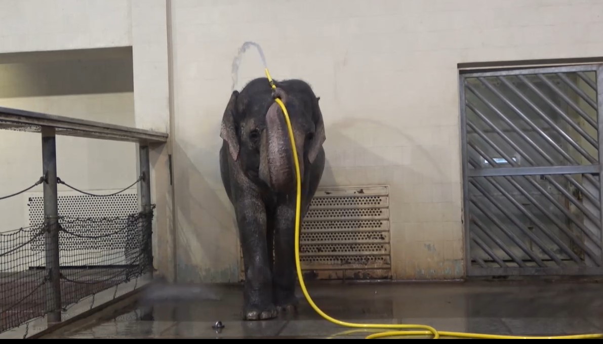 Un elefante del zoológico de Berlín, Alemania, utiliza una manguera para darse una ducha.