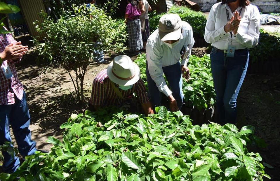 Entrega de plantaciones de café en Atitlán.