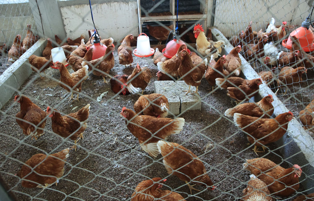 Estudio científico desvela el misterio de qué fue primero, el huevo o la gallina. / Foto: MAGA.