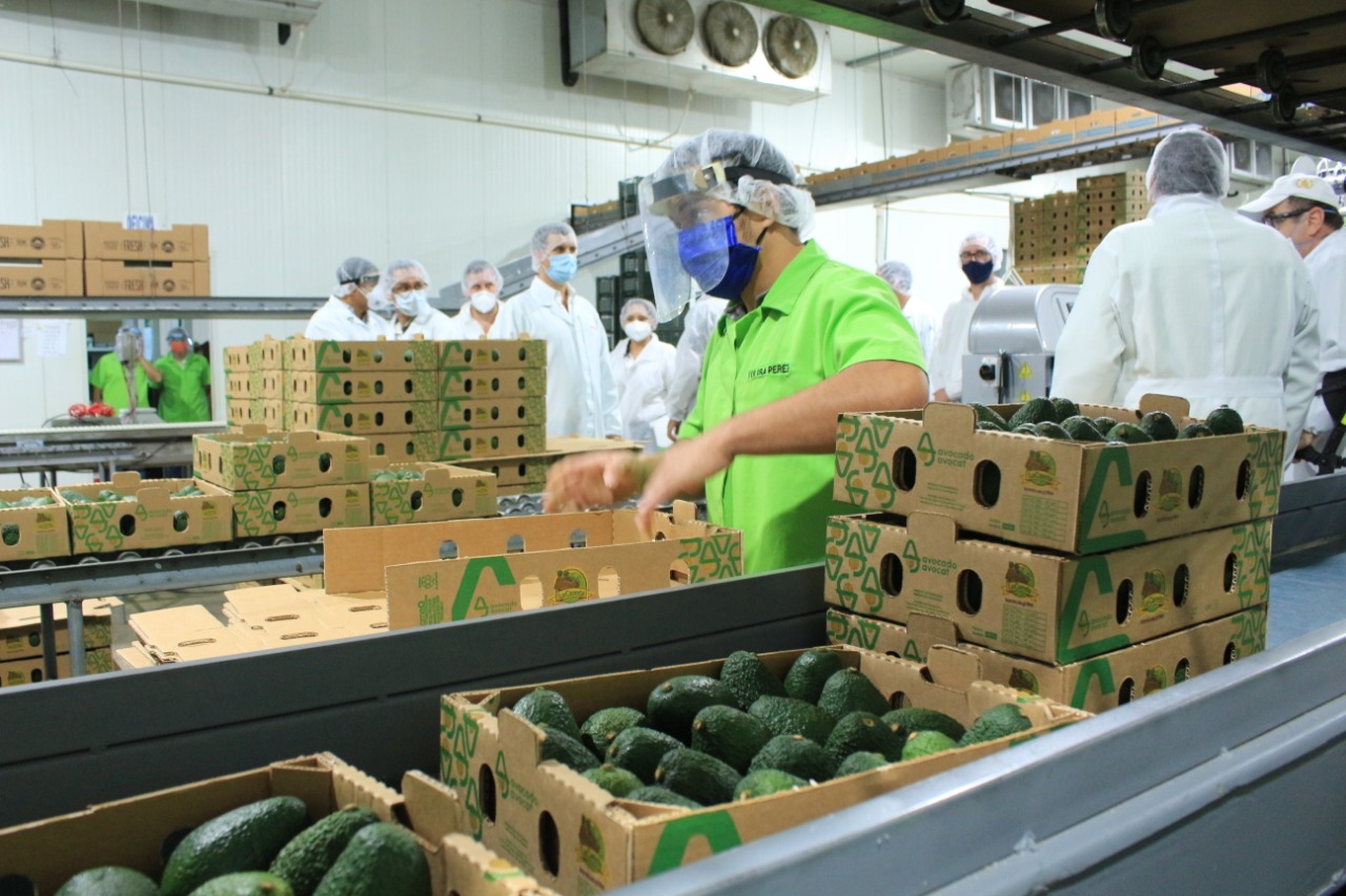 Fortaleciendo la producción de aguacate Hass en Guatemala