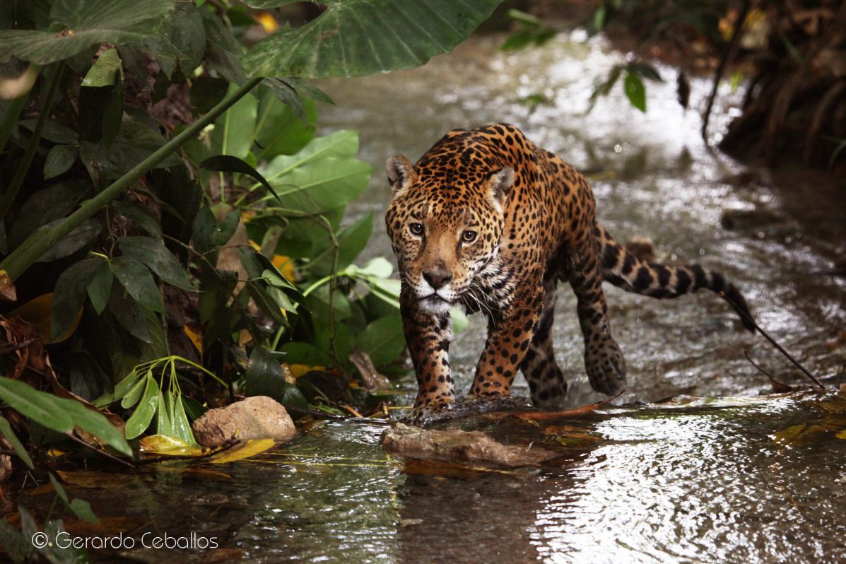 La organización WWF señala que preservar los hábitats del jaguar puede tener réditos económicos de alto valor.