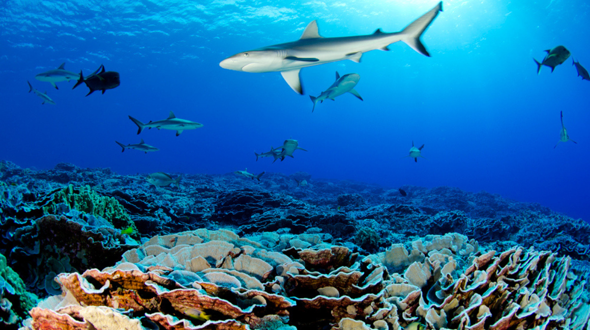 Los océanos poseen una rica variedad de especies. / Foto: National Geographic en Español.