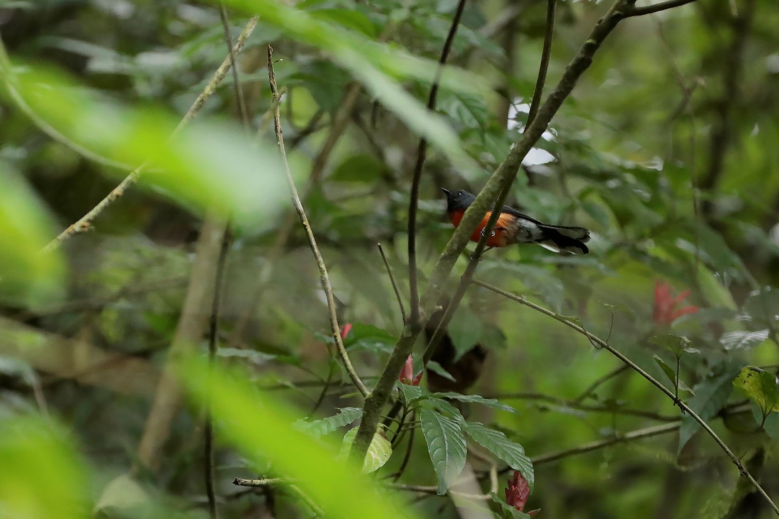 El Parque Regional Municipal Mirador Rey Tepepul, ubicado en el municipio de Santiago Atitlán, Sololá, alberga una diversidad de especies de flora y fauna.