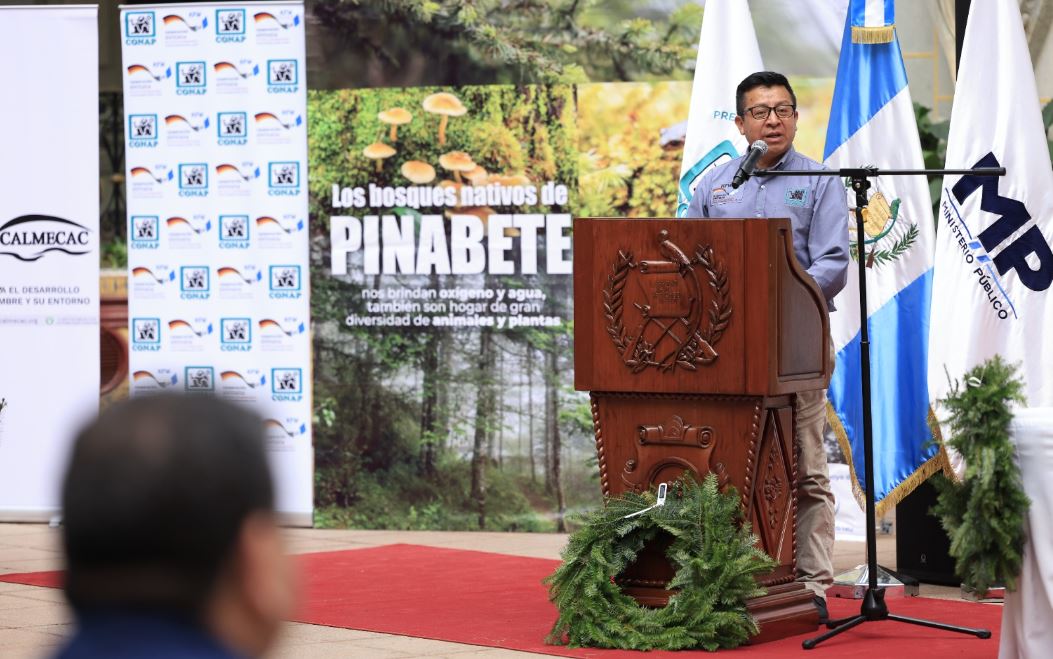 Presentan Campaña de Conservación y Protección del Pinabete durante la temporada navideña