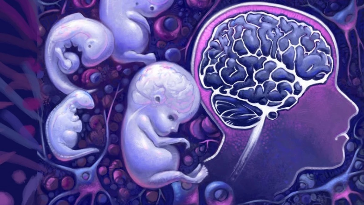Conectividad del cerebro experimenta un rápido aumento en la transición al nacimiento