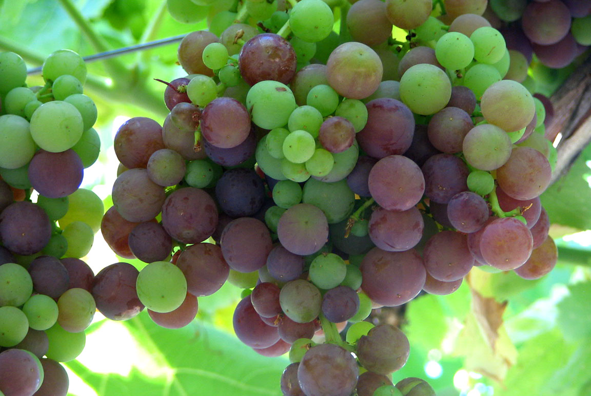 Las uvas son símbolo de tradición para las fiestas navideñas y de fin de año. / Foto: cortesía: MAGA