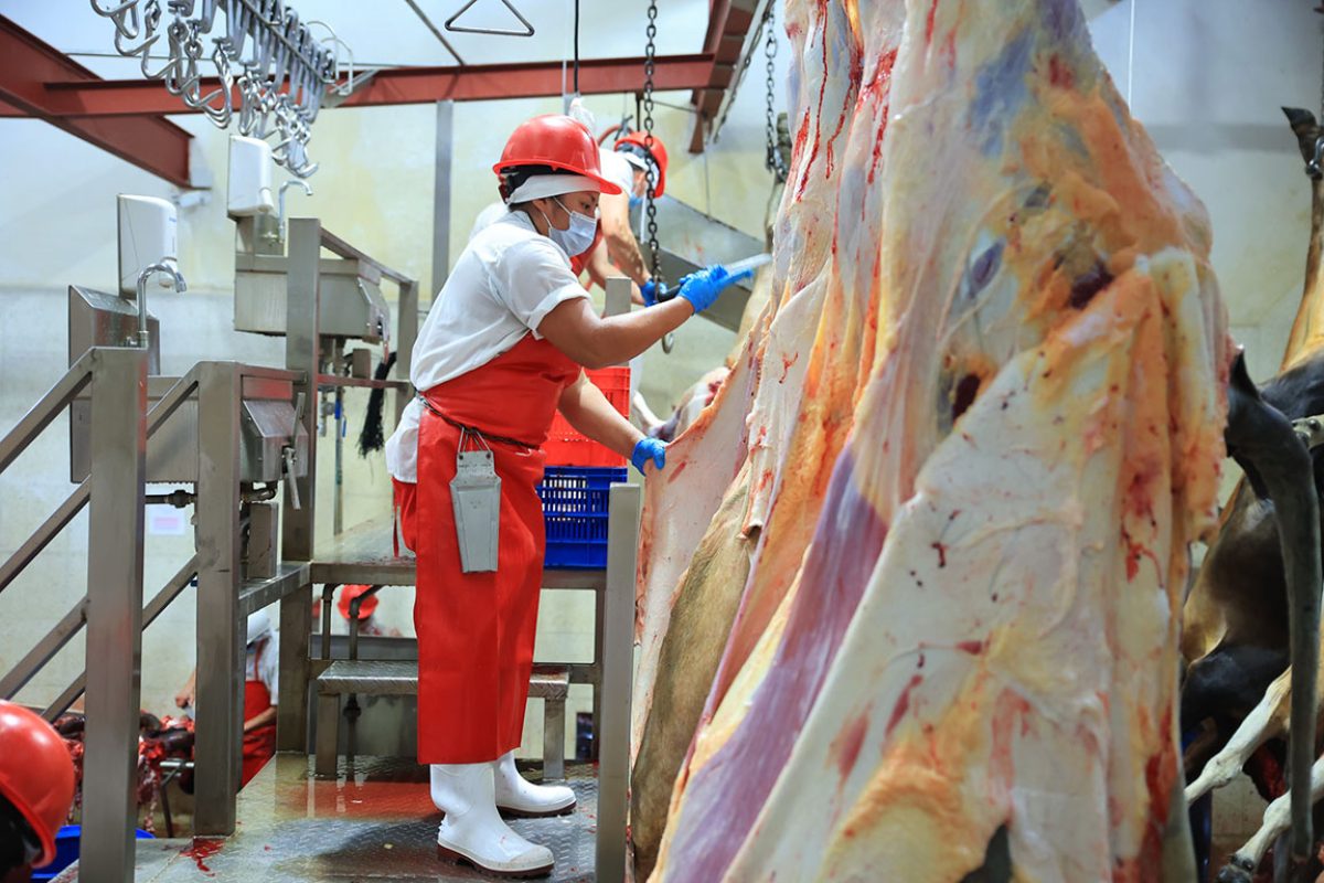 MAGA refuerza medidas para garantizar carne segura ante el gusano barrenador